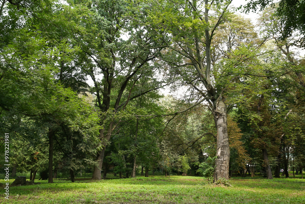 Fototapeta premium Beautiful trees with green leaves in forest