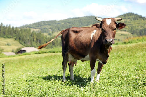 Beautiful cow grazing outdoors on sunny day