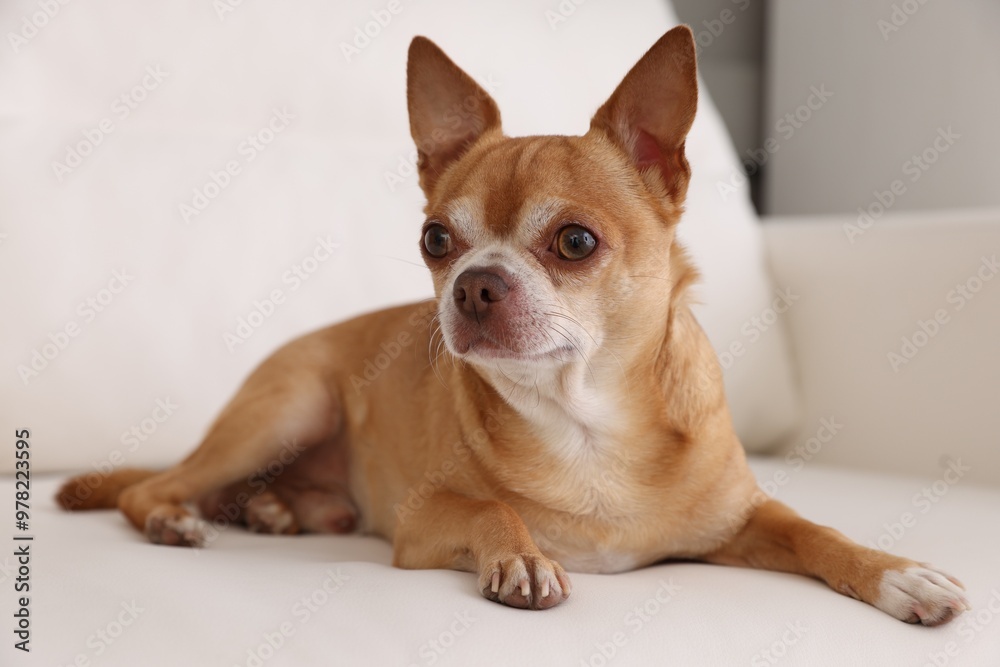 Cute Chihuahua dog lying on soft sofa indoors Cute Chihuahua dog lying on soft sofa indoors