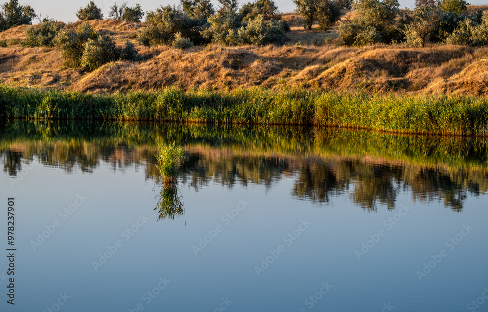 The river bank is covered with green reeds. The river bank is covered with green reeds.
