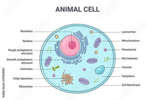 Vector illustration of the Animal cell anatomy structure. Educational infographic 