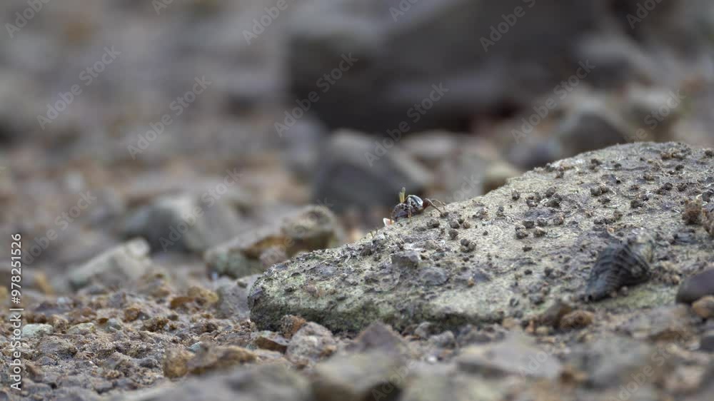 4K, Small red fiddler crab in mangrove forest 4K, Small red fiddler crab in mangrove forest