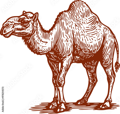 Beautiful Classic Hand Drawing Camel Illustration