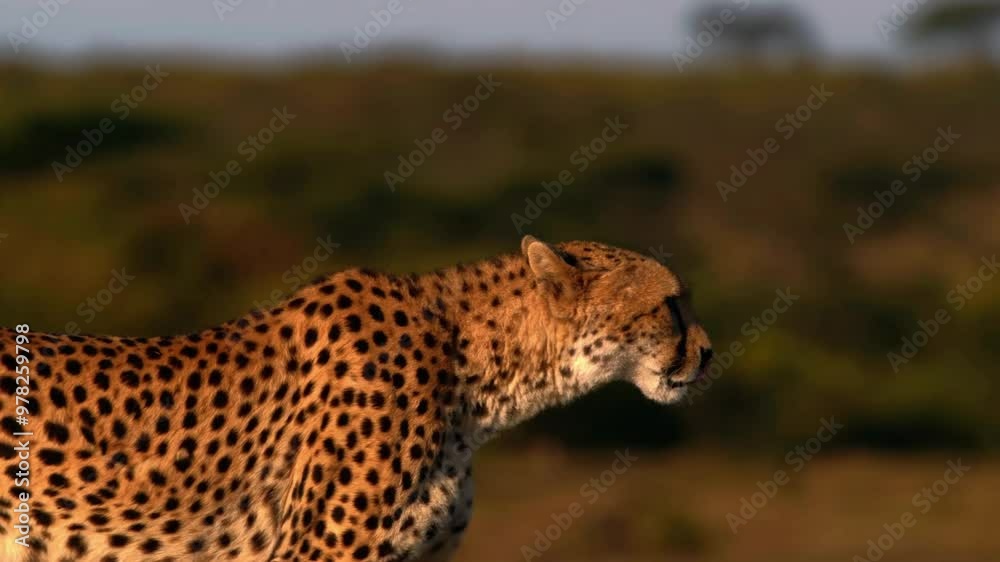 cheetah in serengeti national park