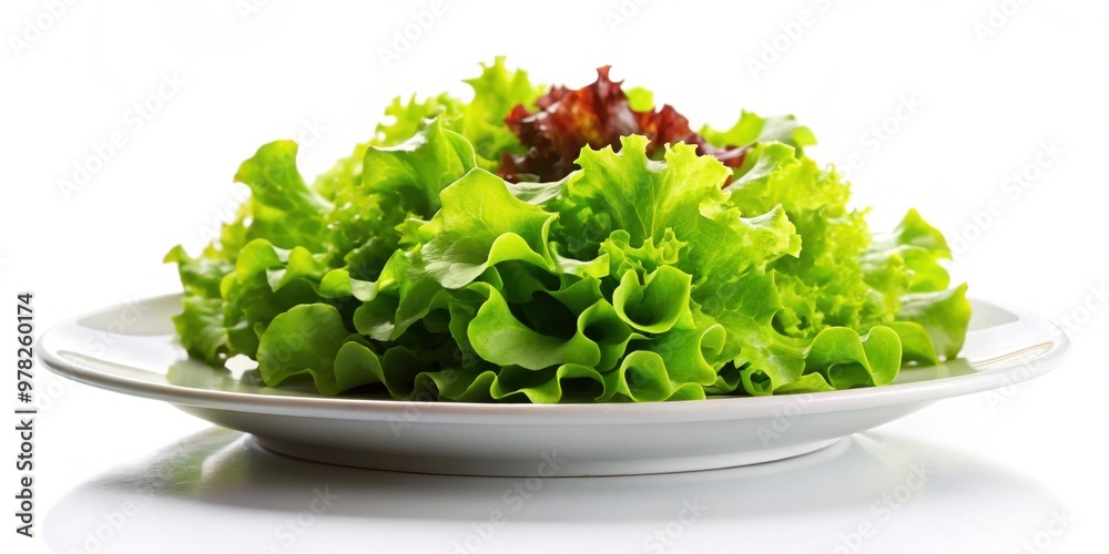 Isolated lettuce salad on a white plate, fresh, healthy, green, vegan, organic, meal, food, vegetable, diet, clean eating Isolated lettuce salad on a white plate, fresh, healthy, green, vegan, organic, meal, food, vegetable, diet, clean eating