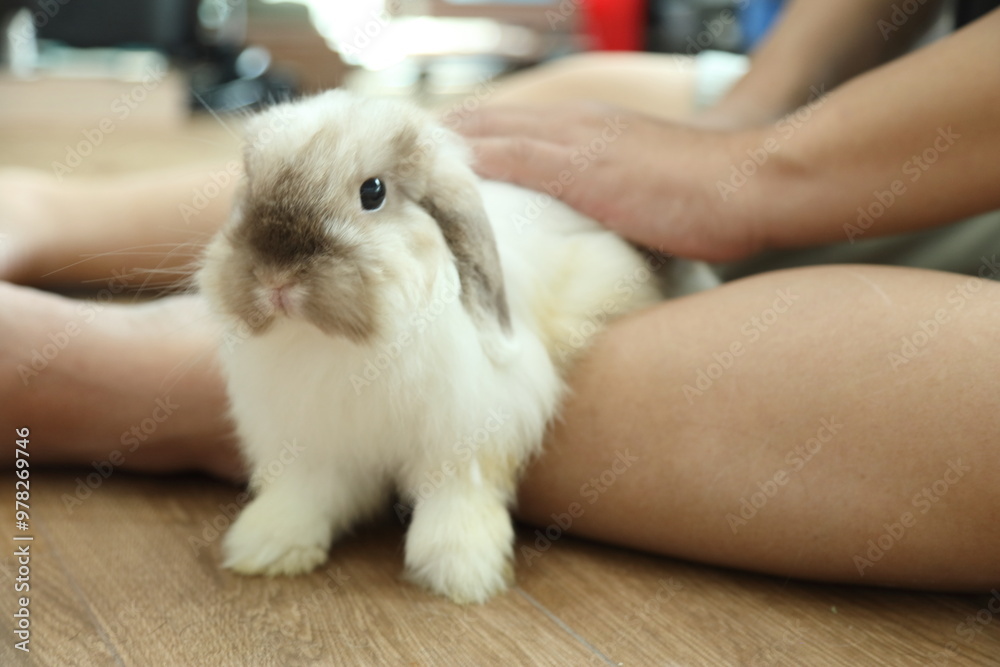 Cute Young Rabbit Cute Young Rabbit