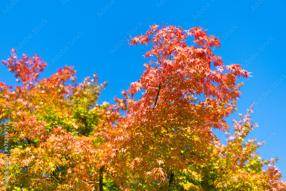Fall leaves of maple tree. Autumn tree. Nature in fall season. Autumnal sunny day. Seasonal leaves on tree. Natural autumn leaves. Autumn beauty of nature. Fall season nature. Sunny season Fall leaves of maple tree. Autumn tree. Nature in fall season. Autumnal sunny day. Seasonal leaves on tree. Natural autumn leaves. Autumn beauty of nature. Fall season nature. Sunny season