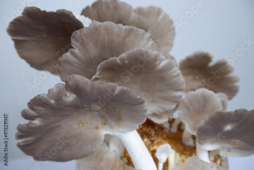 Photo of Oyster Mushrooms Growing in a Controlled Environment - Ideal for E-Commerce Websites and Online Publications

