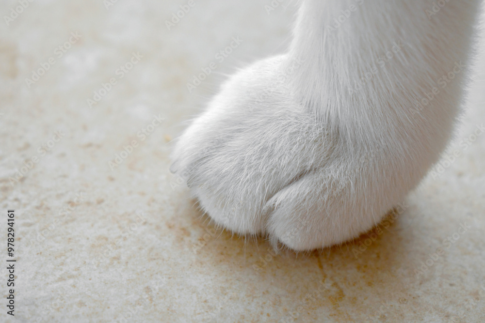Cat paw closeup. Cat sitting on the table.