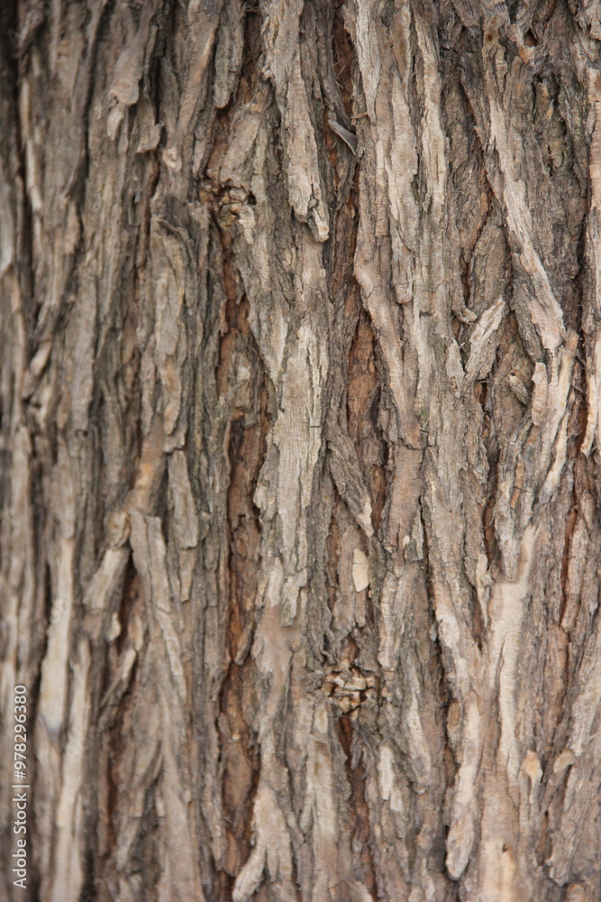 Textura de corteza de tronco de árbol Textura de corteza de tronco de árbol