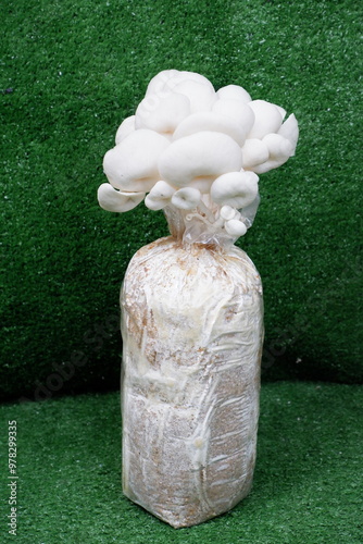 Fresh Oyster Mushrooms in a Plastic Bag Ideal for Culinary Magazine Design