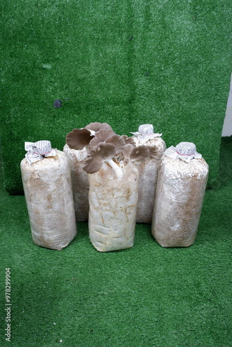 Photos of Fresh Oyster Mushrooms in Plastic Bags,Perfect for Banner Designs and Promotional Materials