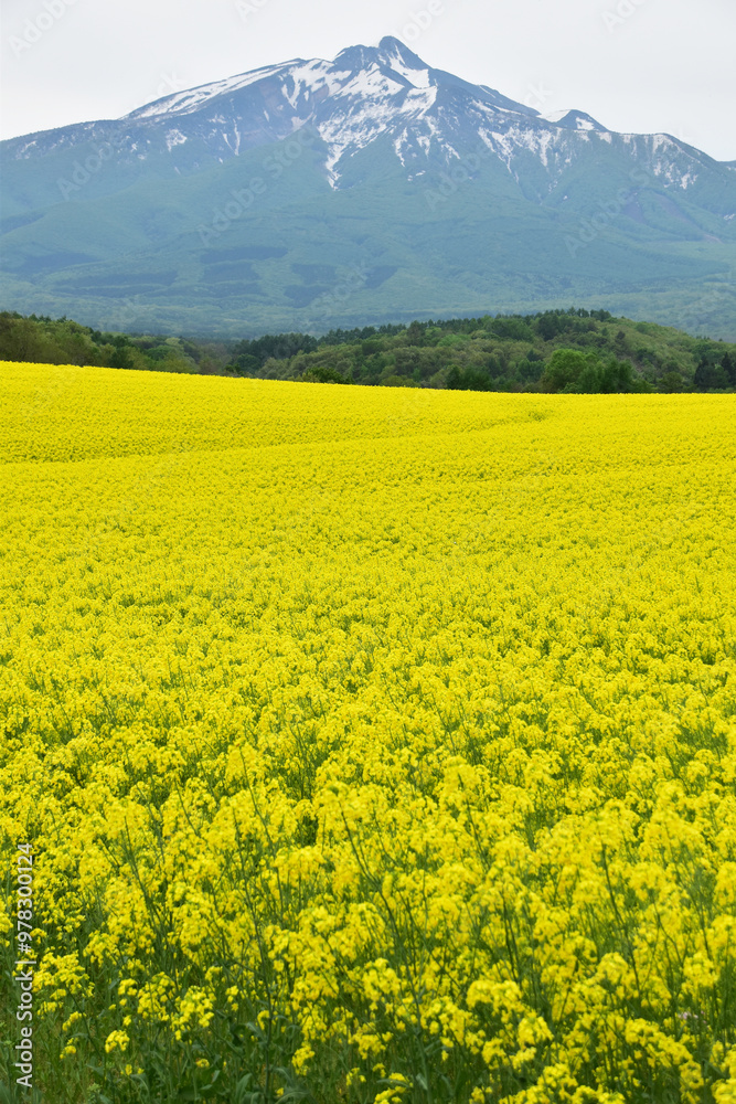 春の岩木山と菜の花 春の岩木山と菜の花