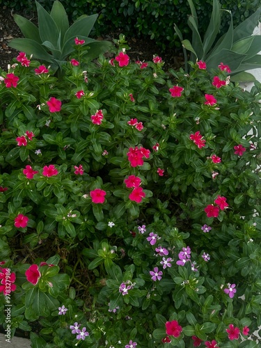 vibrant flower bush