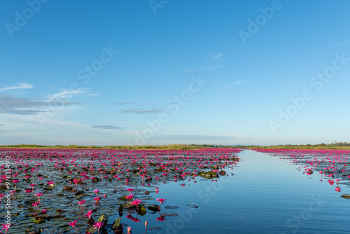Konstfotografi Calming nature view of Red Lotus Lake Kumphawapi in Udon Thani, northeast of Tha