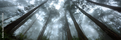 Serene misty rainforest atmosphere photo