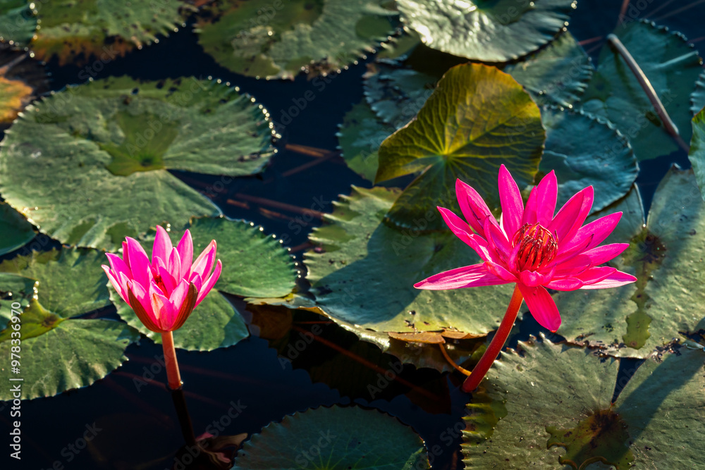 Calming nature view of Red Lotus Lake Kumphawapi in Udon Thani, northeast of Thailand Calming nature view of Red Lotus Lake Kumphawapi in Udon Thani, northeast of Thailand