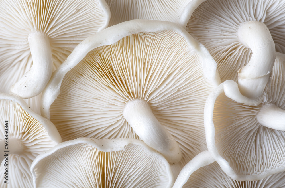 Close-up of white oyster mushrooms arranged in a pattern on a clean background Close-up of white oyster mushrooms arranged in a pattern on a clean background