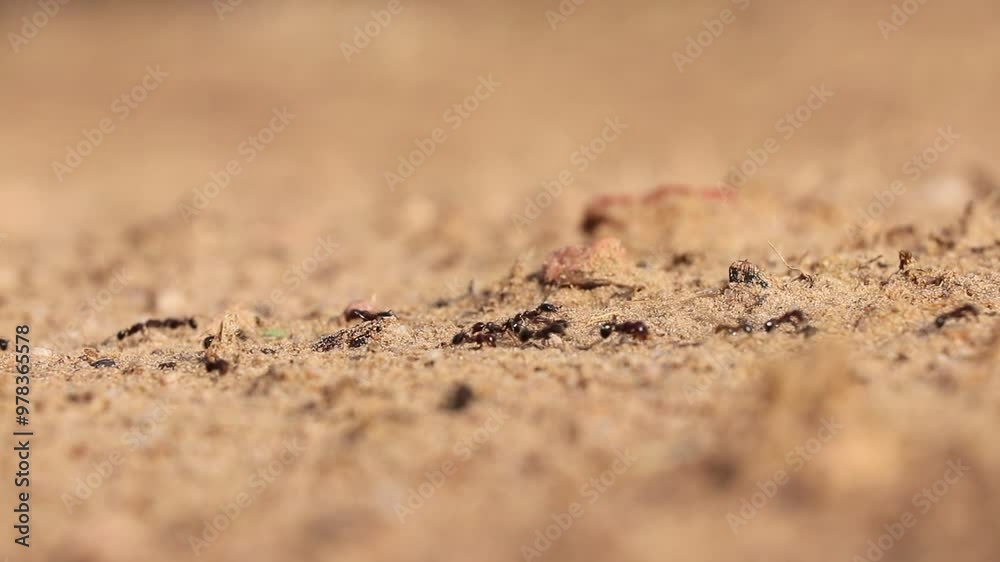 Ant trail, closeup of the ants walking trail on sand in beautiful sun light, blur foreground and background Ant trail, closeup of the ants walking trail on sand in beautiful sun light, blur foreground and background