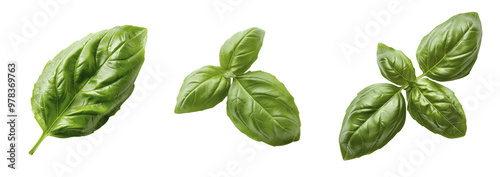 Three green basil leaves isolated on transparent background, PNG or White Background	 photo