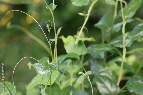 plant in the garden