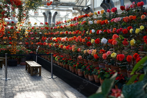 The begonia flower at flower garden in japan.