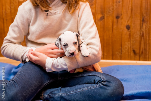 Child and dalmatian puppy playing on sofa for bonding together, child hold a small newborn puppy. love, care and friendship in home.Cute pet in hands of its owner.