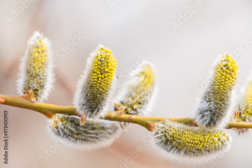 Nature awakes in spring. Blooming willow twigs and furry willow-catkins, so called seals or cats. Holly willow, Salix caprea