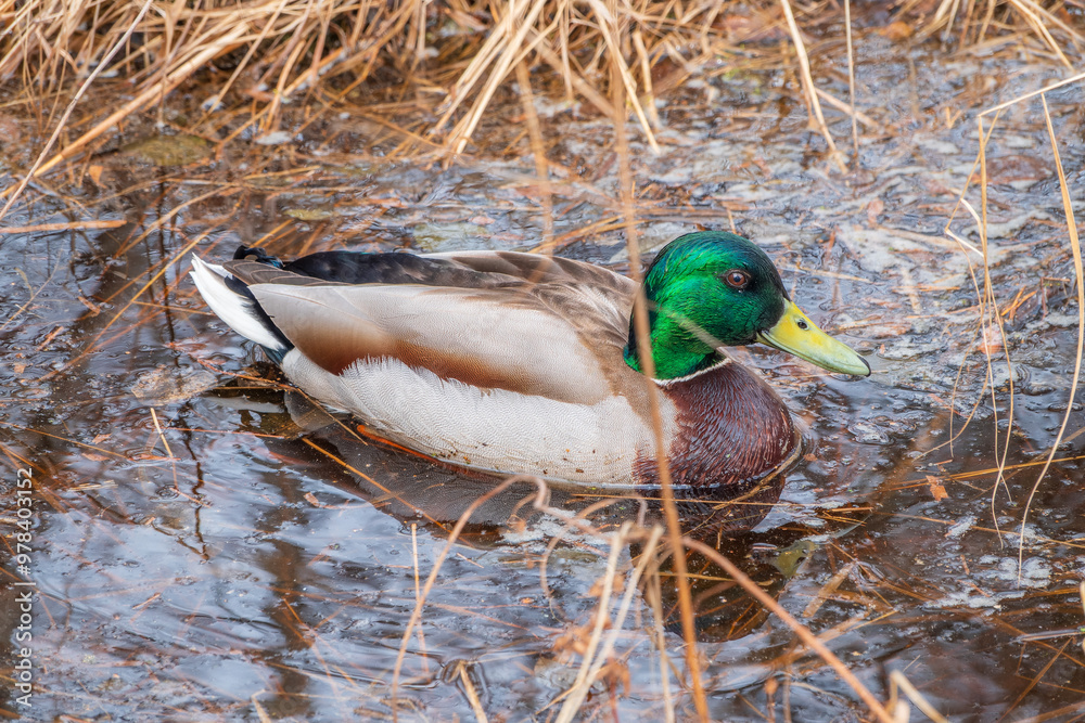 Obraz premium Duck swims in the pond.