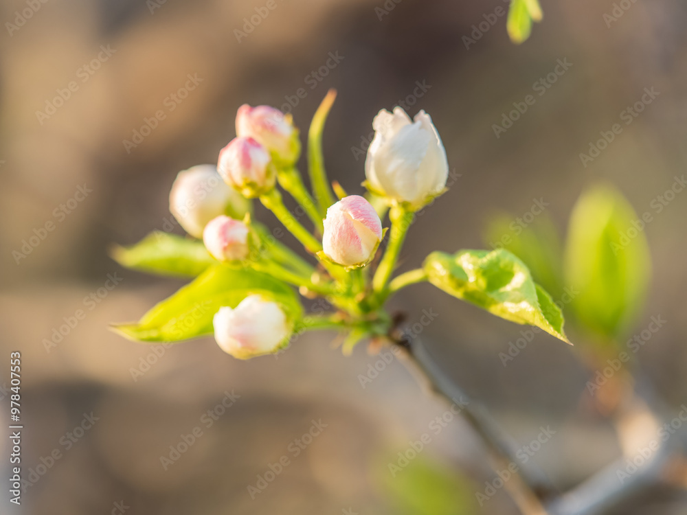 Fototapeta premium White blossoming apple trees. White apple tree flowers