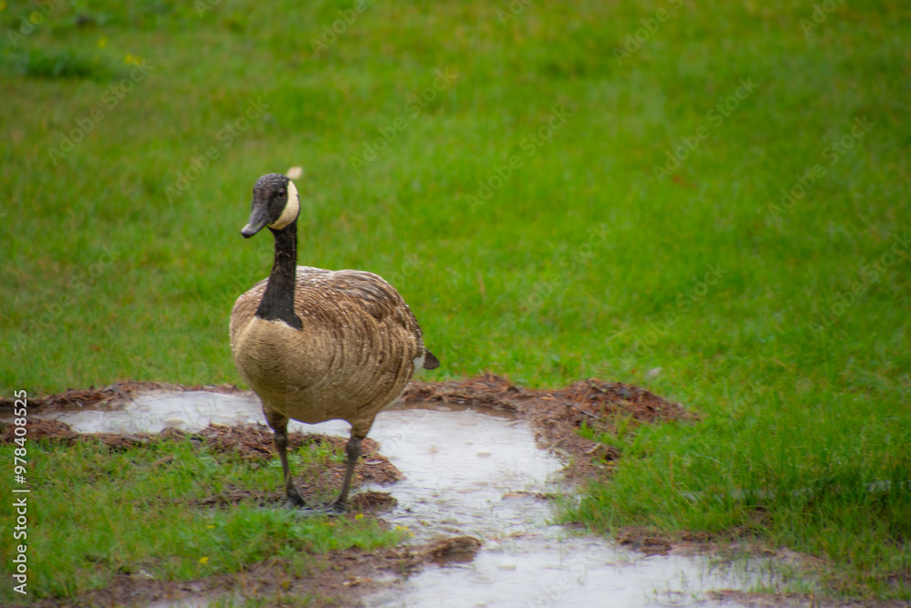 wild goose in a marsh near a Canadian lake in Quebec wild goose in a marsh near a Canadian lake in Quebec