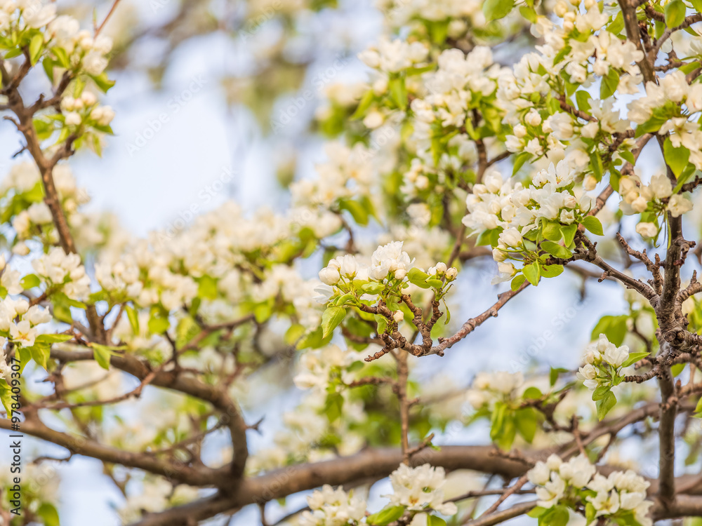 White blossoming apple trees. White apple tree flowers White blossoming apple trees. White apple tree flowers