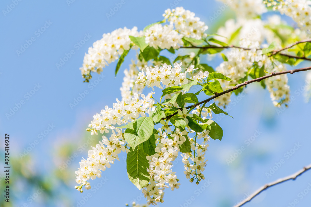 Bird cherry branches with white flowers on a background of blue sky. Bird cherry branches with white flowers on a background of blue sky.