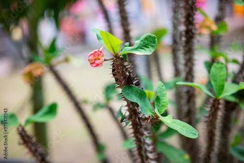 Indonesia - September 10, 2024: Fresh pink euphorbia milii flowers in the yard photo