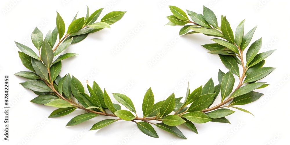 Naklejka premium Laurel crown twig isolated on background, laurel, crown, twig, isolated,background, greenery, nature, plant, botanical