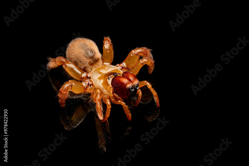 Orange purse web spider (Calommata signata), reflection, Black Background