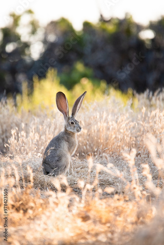 Photography jackrabbit in the grass
