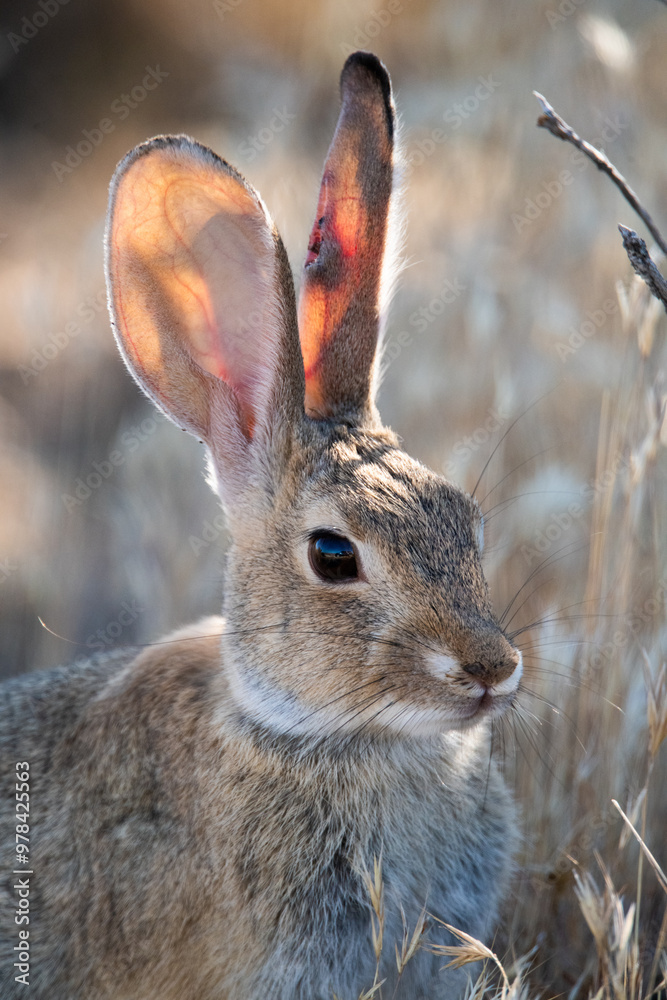 Fototapeta premium cottontail rabbit in the grass