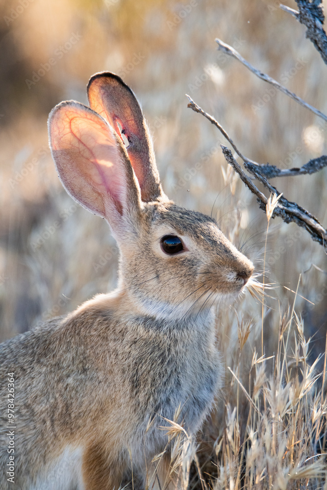 Obraz premium cottontail rabbit in the grass