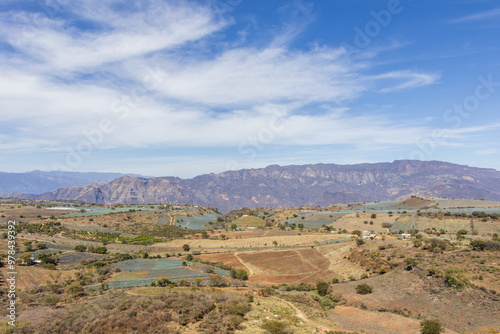 agave fields in Mexico
