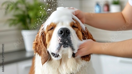 Adorable Saint Bernard Dog Receiving Relaxing Deep Shampoo Massage at Professional Pet Grooming Spa  photo