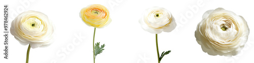 Delicate and graceful ranunculus flowers with soft velvety petals in shades of white and yellow blooming against a plain minimalistic background  The floral arrangement exudes a sense of purity