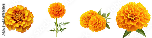 A close up view of beautifully blooming marigold flowers in various shades of bright yellow and deep orange hues  The flowers have delicate textured petals and lush green foliage creating a vibrant photo