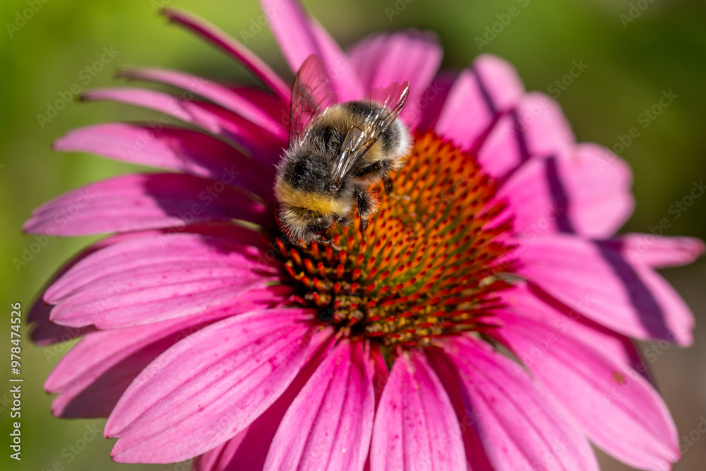 Bumblebee on echinacea flower, pollination of plant, nature summer. Bumblebee on echinacea flower, pollination of plant, nature summer.