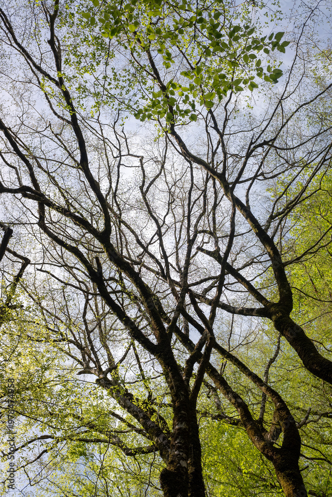 Green leaves against the blue sky under the sun. Summer forest landscape. Green leaves against the blue sky under the sun. Summer forest landscape.