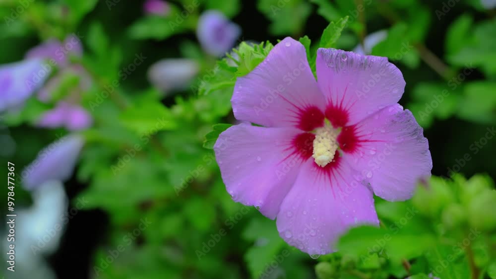 A hibiscus flower blooms, bud opens and blooms into a large flower. A hibiscus flower blooms, bud opens and blooms into a large flower.