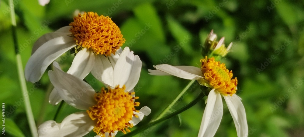 Two daisy flowers placed on the city avenue,Dos flores de margaritas colocadas sobre la avenida de la ciudad Two daisy flowers placed on the city avenue,Dos flores de margaritas colocadas sobre la avenida de la ciudad