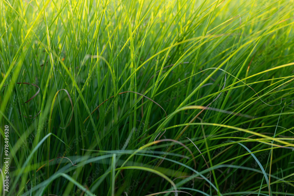 Green blades of grass illuminated by the setting sun. Beauty of nature. Green texture.