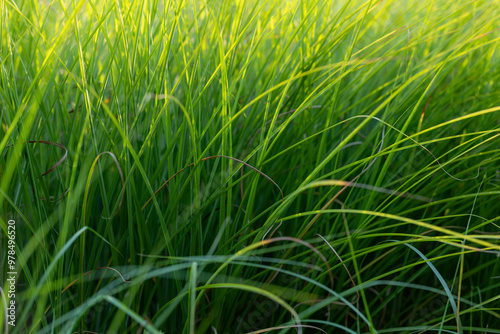 Obraz na płótnie Green blades of grass illuminated by the setting sun. Beauty of nature. Green texture. w salonie
