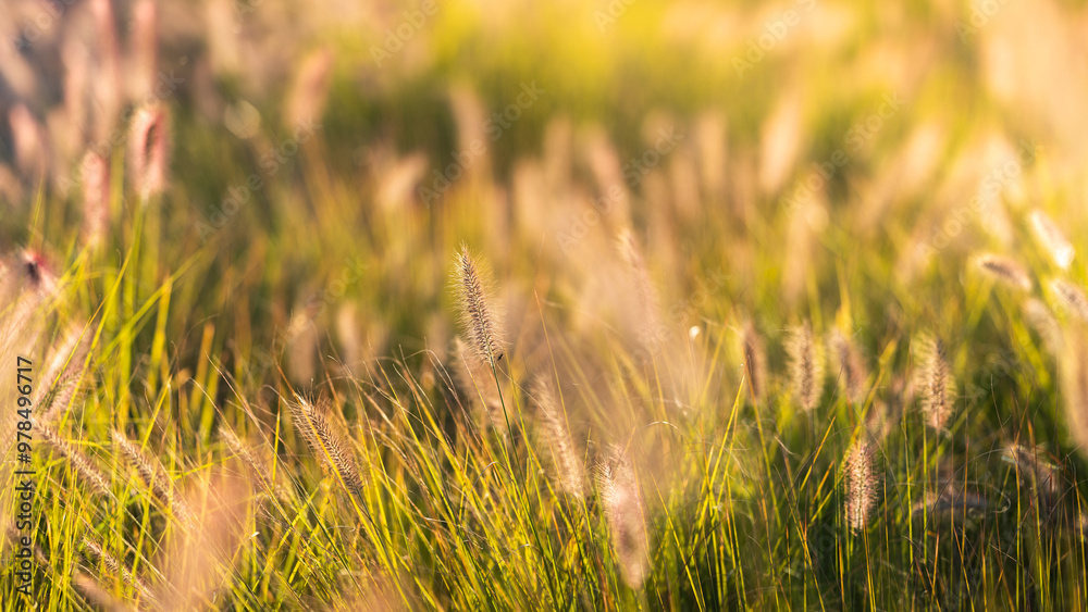 Beautiful ornamental grasses illuminated by the afternoon sun. Pennisetum alopecuroides (dwarf fountain grass) Beautiful ornamental grasses illuminated by the afternoon sun. Pennisetum alopecuroides (dwarf fountain grass)